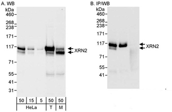 Rabbit anti-XRN2 Antibody