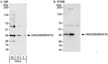 HMG20B/BRAF35 Antibody