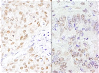 Rabbit anti-CSTF77 Antibody