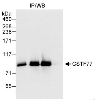 Rabbit anti-CSTF77 Antibody