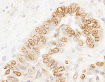 Rabbit anti-CSTF77 Antibody