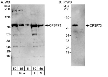 CPSF73 Antibody