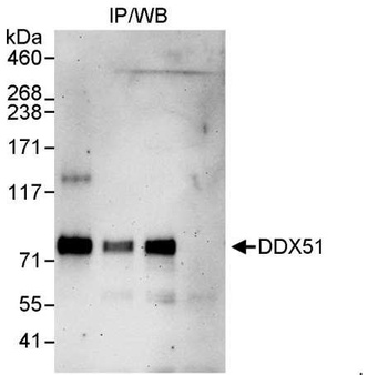 Rabbit anti-DDX51 Antibody