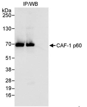 CAF-1 p60 Antibody