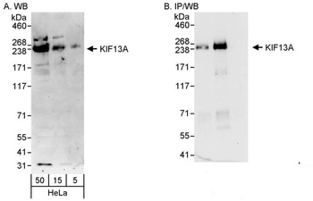 Rabbit anti-KIF13A Antibody