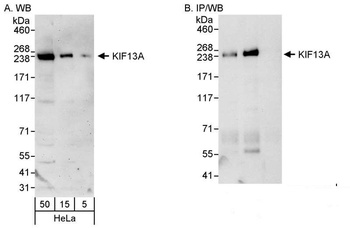 Rabbit anti-KIF13A Antibody