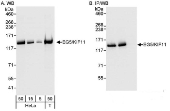 Rabbit anti-EG5/KIF11 Antibody