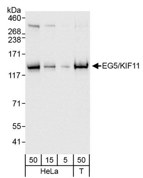 Rabbit anti-EG5/KIF11 Antibody