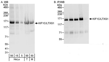Rabbit anti-KIF1C/LTXS1 Antibody