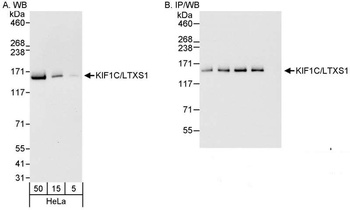 Rabbit anti-KIF1C/LTXS1 Antibody