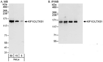 Rabbit anti-KIF1C/LTXS1 Antibody
