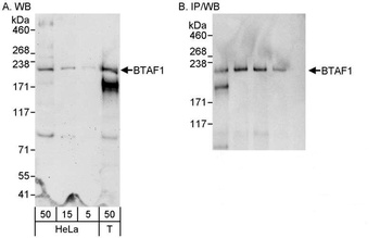 BTAF1 Antibody
