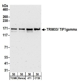 Rabbit anti-TRIM33/TIF1gamma Antibody