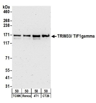 TRIM33/TIF1gamma Antibody