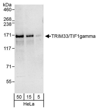 Rabbit anti-TRIM33/TIF1gamma Antibody