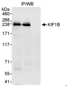 Rabbit anti-KIF1B Antibody