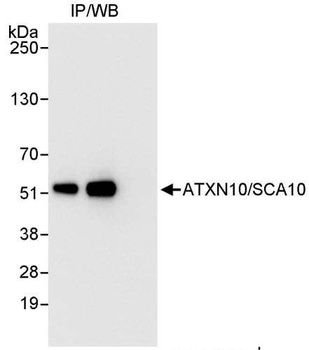Rabbit anti-ATXN10/SCA10 Antibody