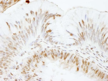 Rabbit anti-USP47 Antibody