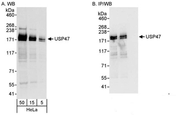 Rabbit anti-USP47 Antibody
