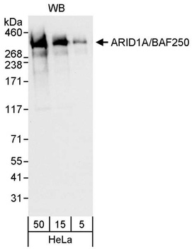 Rabbit anti-ARID1A/BAF250 Antibody