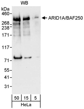 Rabbit anti-ARID1A/BAF250 Antibody