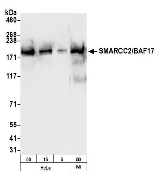 SMARCC2/BAF170 Antibody
