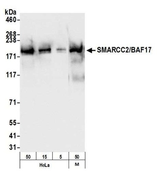 Rabbit anti-SMARCC2/BAF170 Antibody