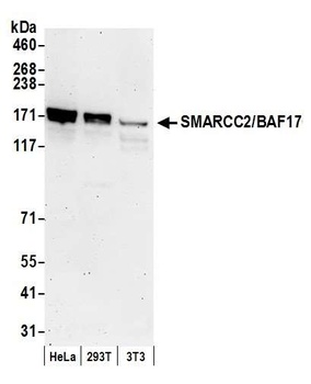 Rabbit anti-SMARCC2/BAF170 Antibody