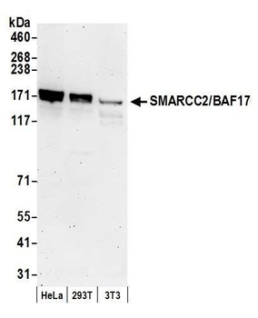 SMARCC2/BAF170 Antibody