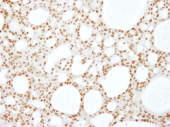 Rabbit anti-RBM16 Antibody