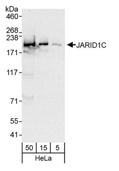 JARID1C Antibody