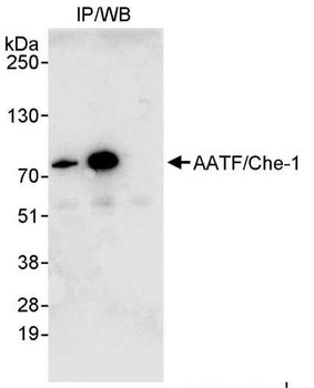 Rabbit anti-AATF/Che-1 Antibody