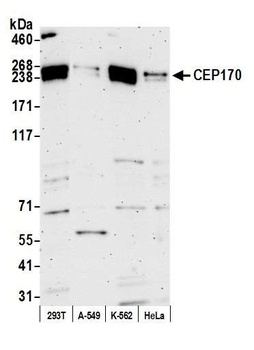 CEP170 Antibody