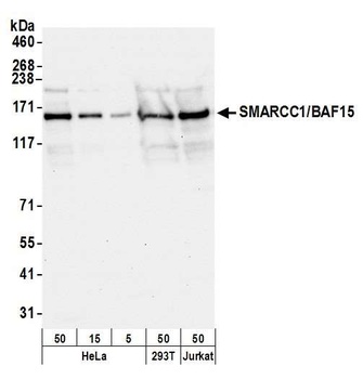 SMARCC1/BAF155 Antibody
