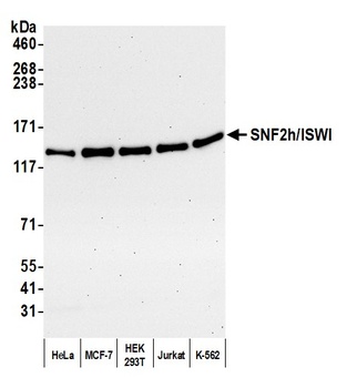 SNF2h/ISWI Antibody