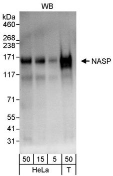 Rabbit anti-NASP Antibody