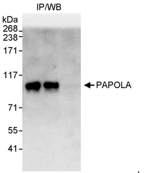 PAPOLA Antibody