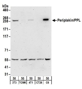 Rabbit anti-Periplakin/PPL Antibody