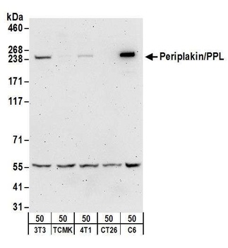 Periplakin/PPL Antibody