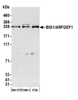 Rabbit anti-BIG1/ARFGEF1 Antibody