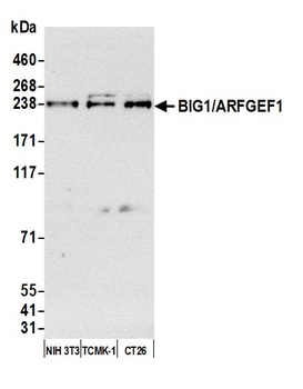 BIG1/ARFGEF1 Antibody