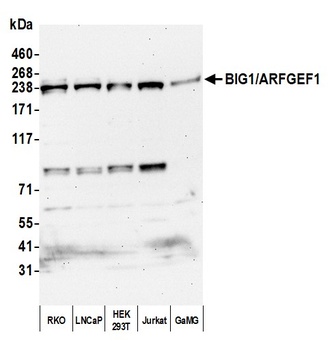 BIG1/ARFGEF1 Antibody