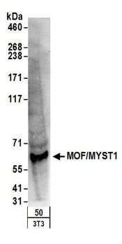 MOF/MYST1 Antibody