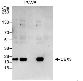 CBX3 Antibody