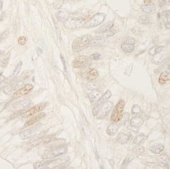 Rabbit anti-APC Antibody