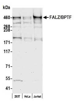 Rabbit anti-FALZ/BPTF Antibody