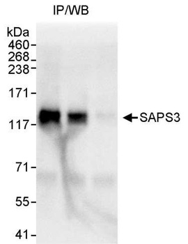 SAPS3 Antibody