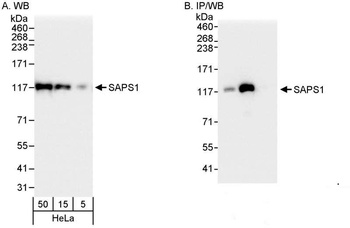 Rabbit anti-SAPS1 Antibody