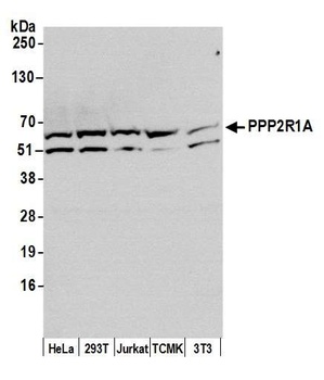 PPP2R1A Antibody