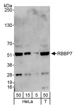 Rabbit anti-RbBP7 Antibody